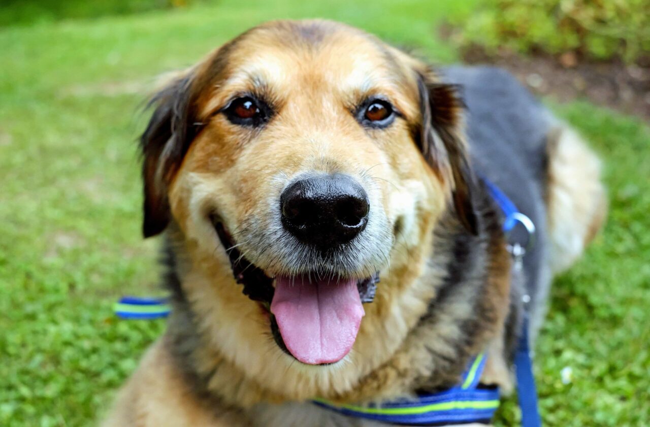 Cachorros de Suporte