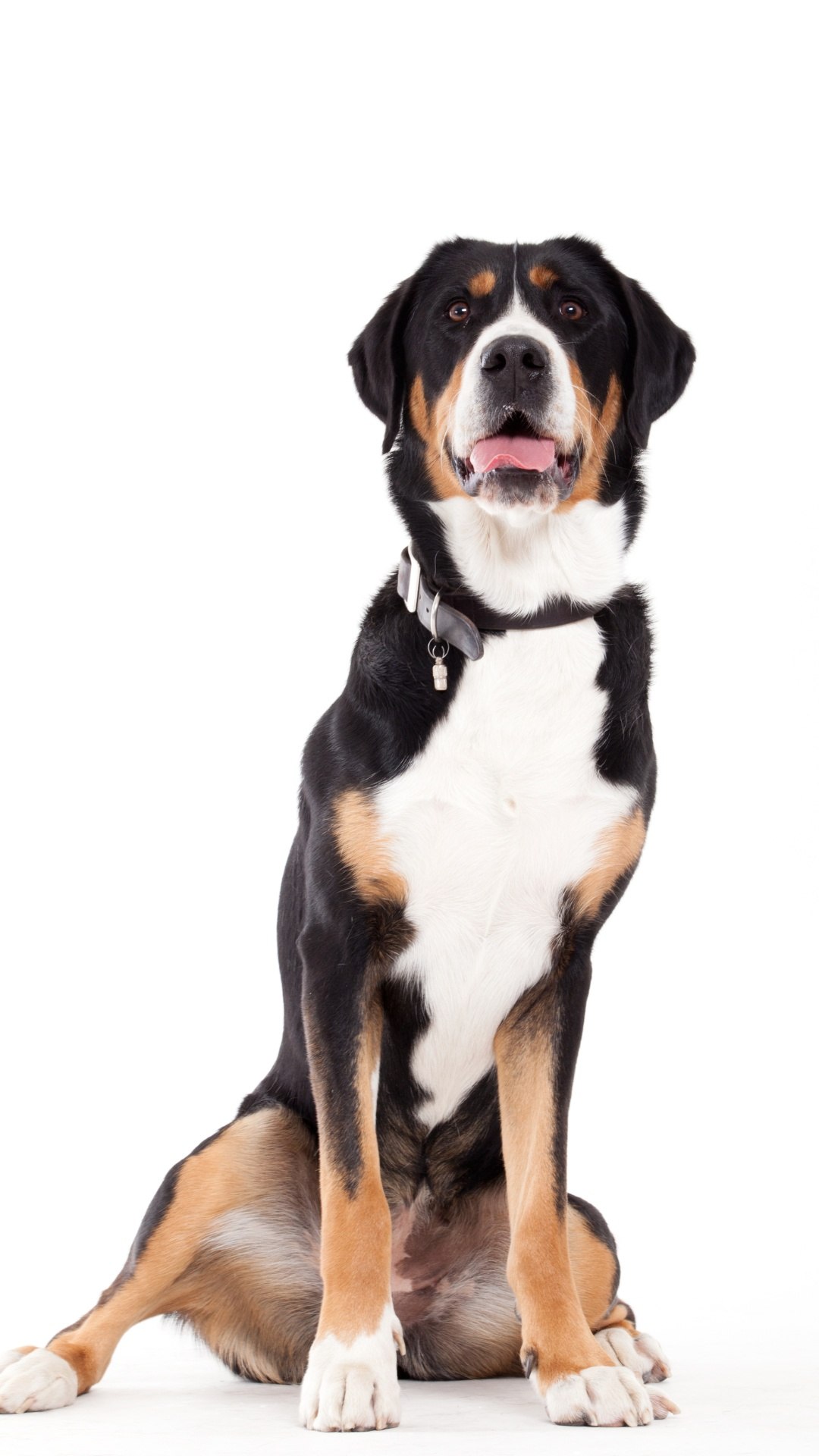 Cão de Suporte Emocional