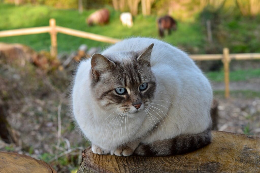 Características de um Gato