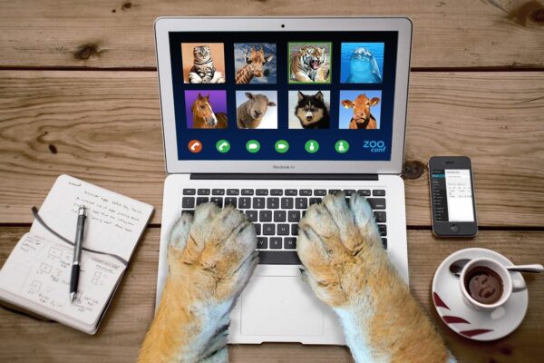 Cuidados com os Animais