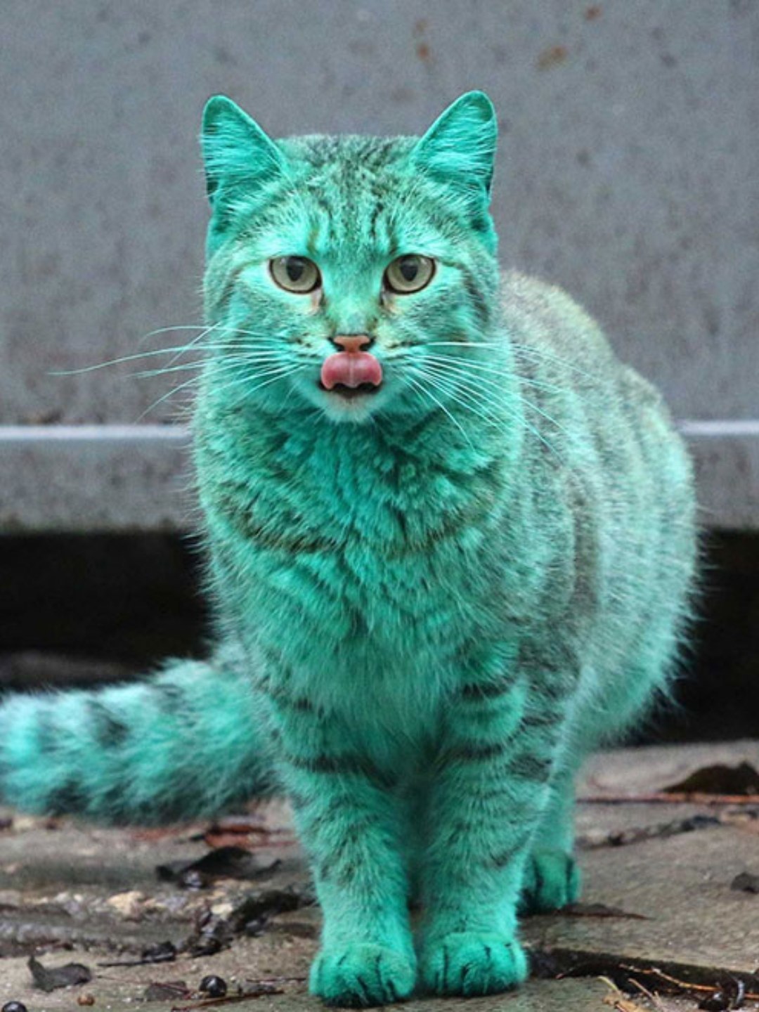 Dar Morango para Gato