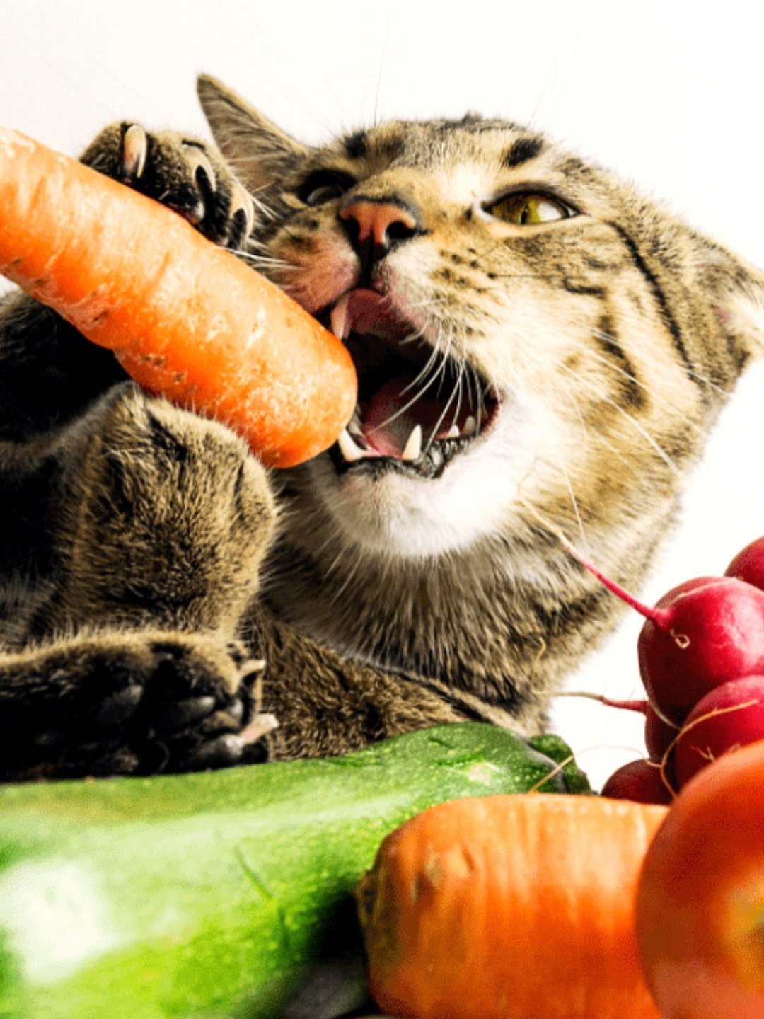 Frutas para Gatos Descubra Quais São Seguras e Saudáveis