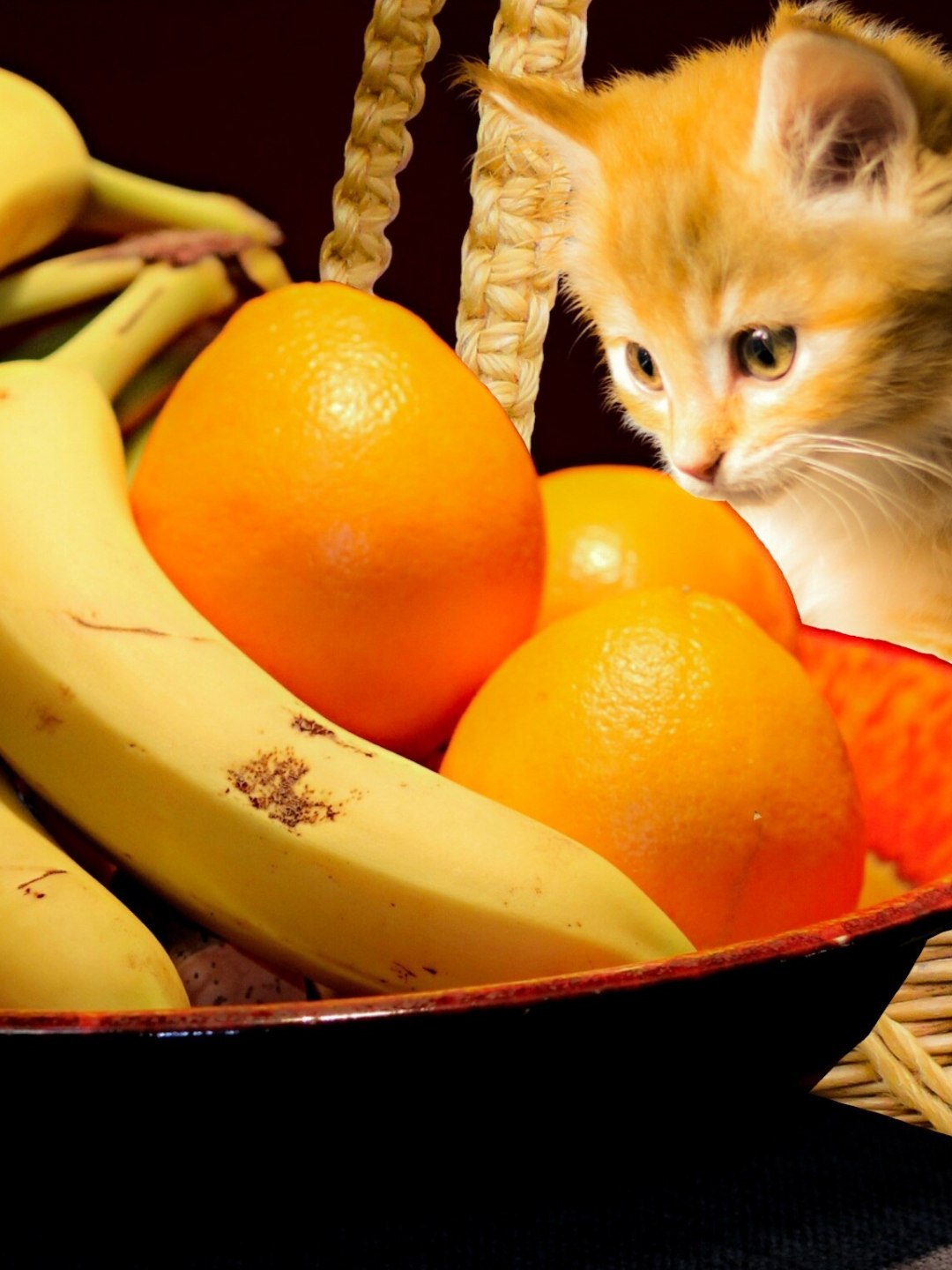 Frutas que Gatos Podem Comer Dieta Felina Saudável