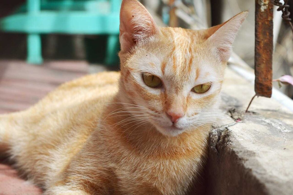 Gato De Apoio Emocional
