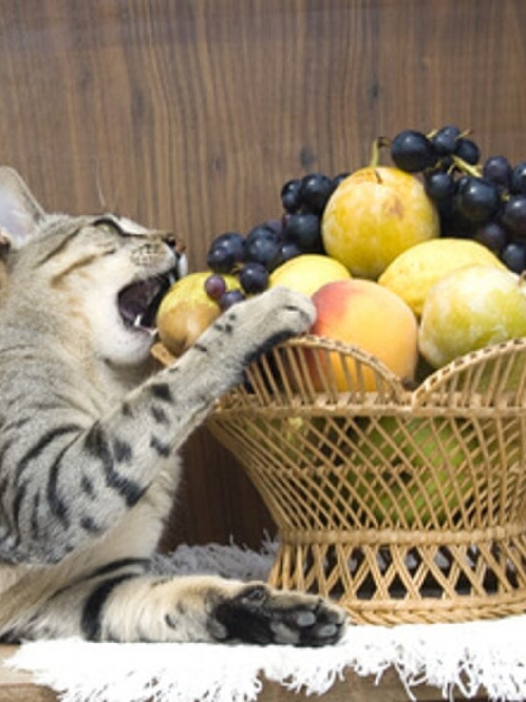 Gato Pode Comer Maracujá