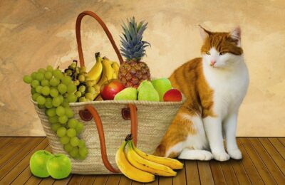 Gato Pode Comer Ovo
