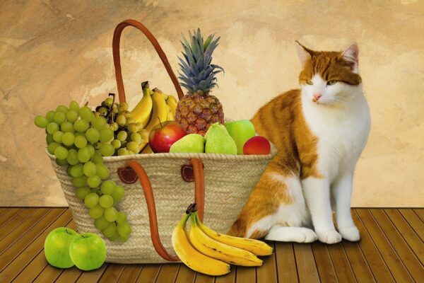 Gato Pode Comer Ovo