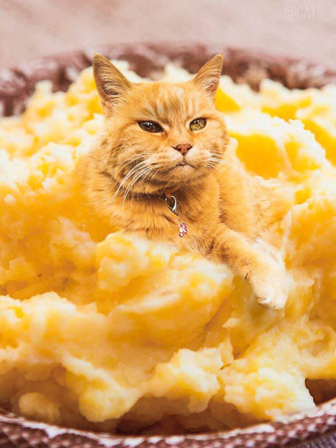 Gatos Podem Comer Abacaxi