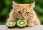 Gatos Podem Comer Kiwi