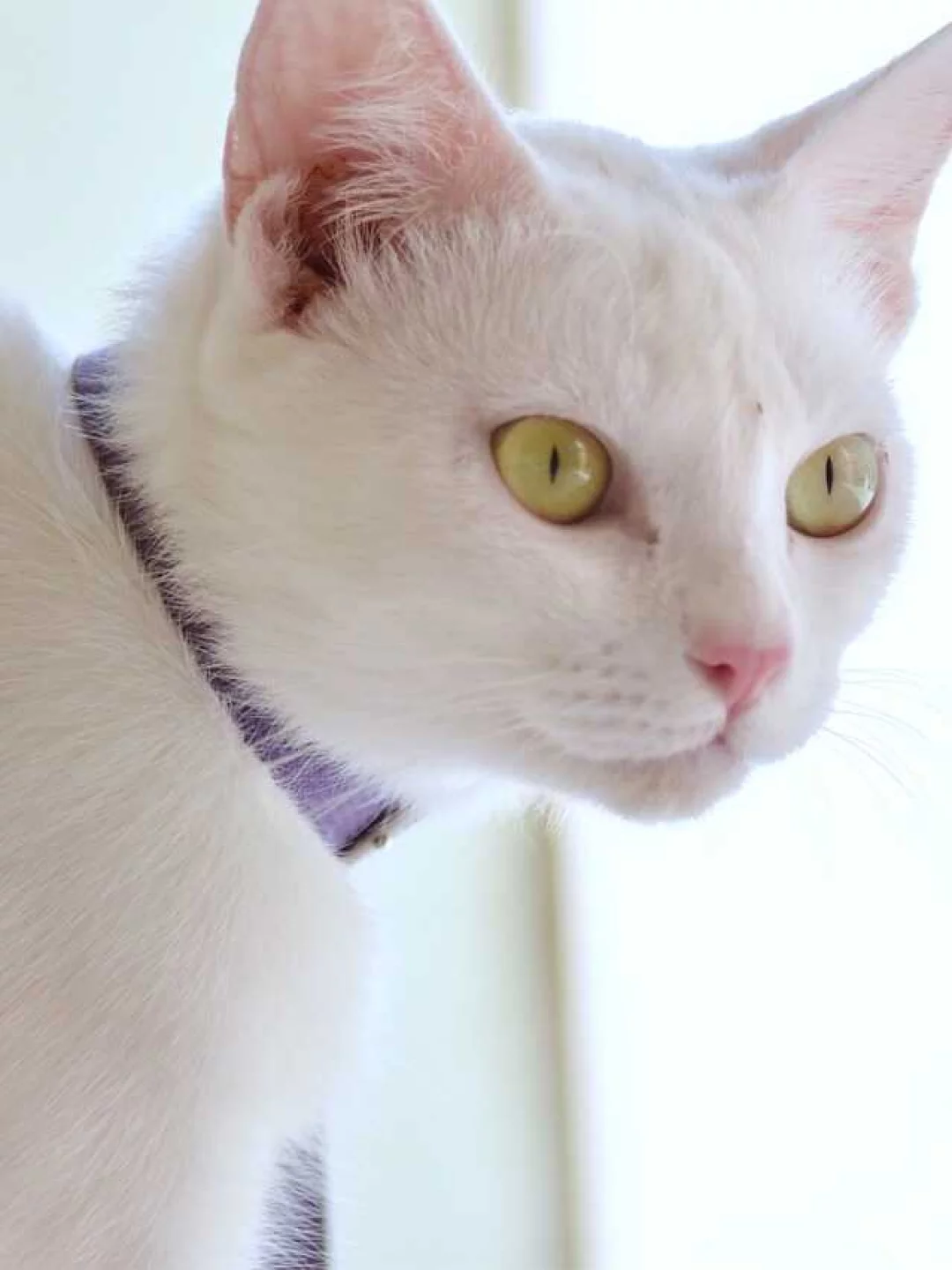 Nomes Mais Populares para Gatas