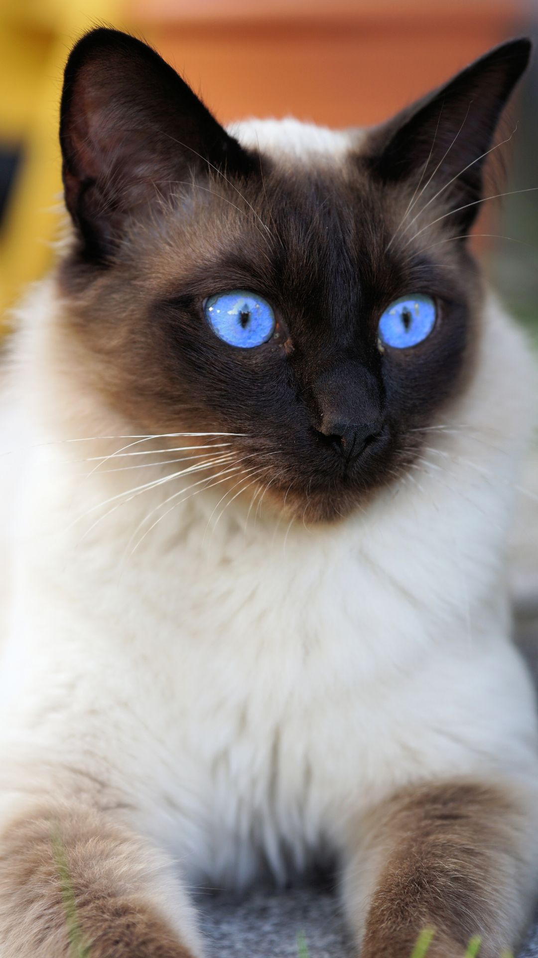 Nomes de Gato Fêmea