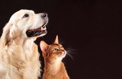 O Que Gatos Podem Comer Além de Ração