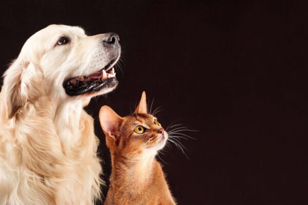 O Que Gatos Podem Comer Além de Ração