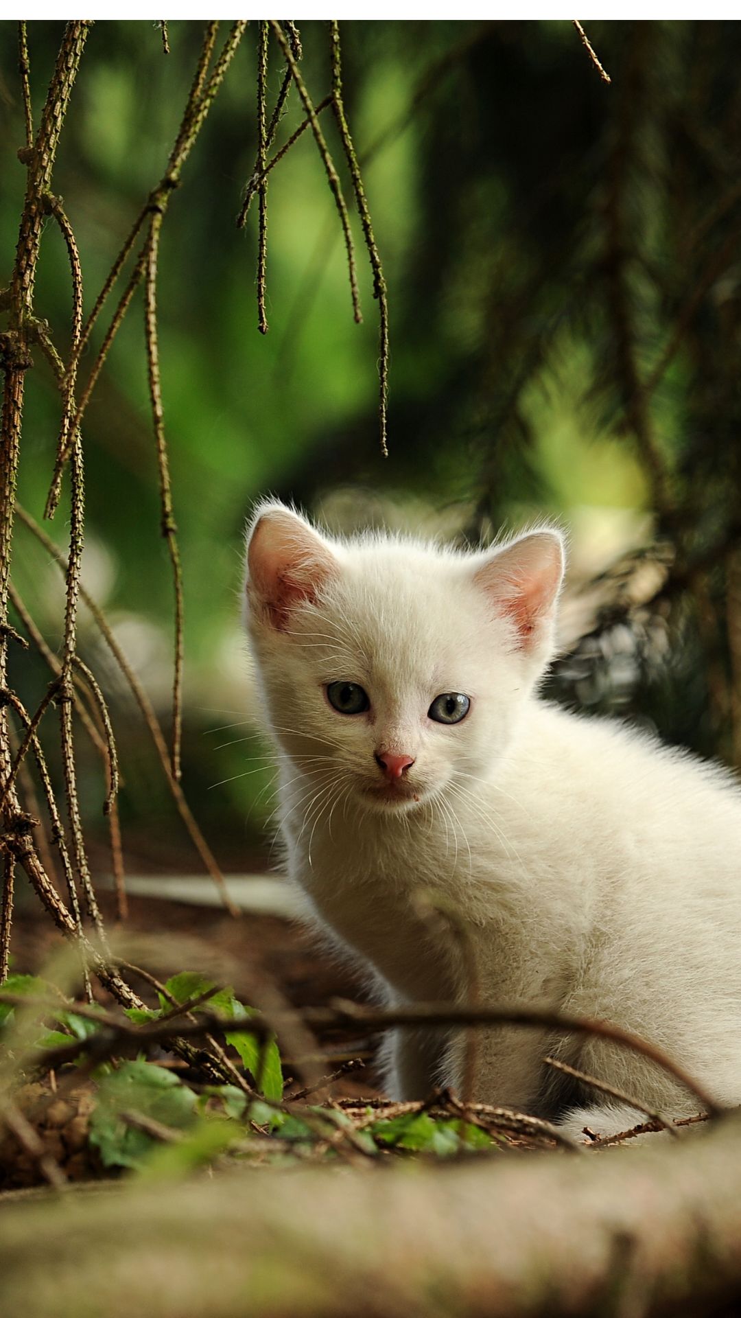 Bicho de Estimação Pequeno