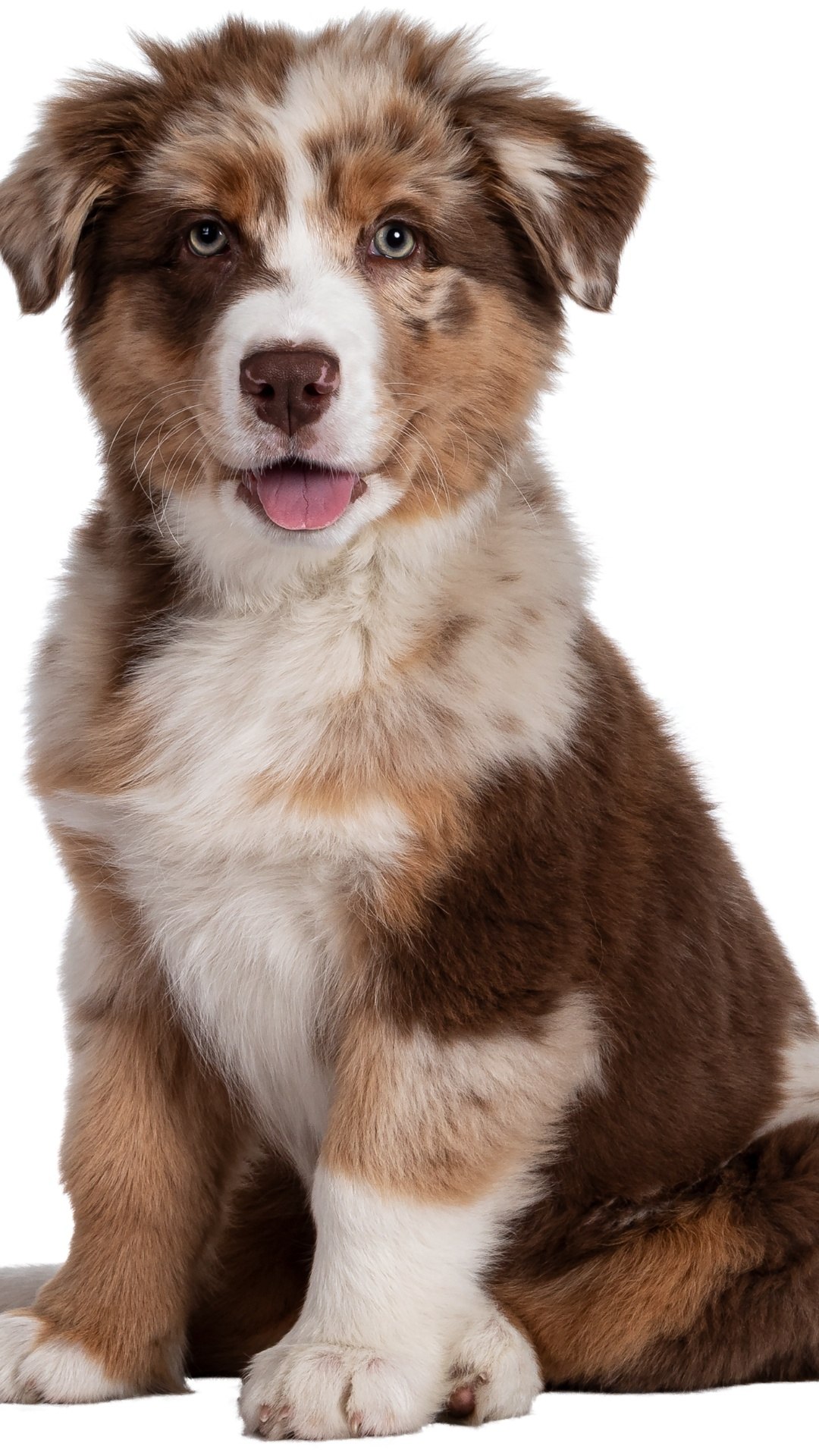 O que é considerado um animal de estimação