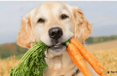 Pode Dar Cenoura Para Cachorro Todo Dia