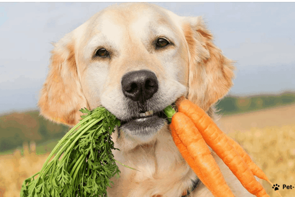 Pode Dar Cenoura Para Cachorro Todo Dia