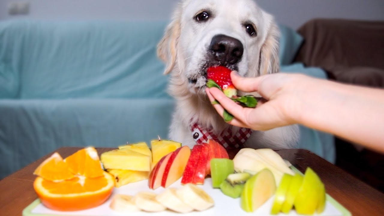 Pode Dar Manga para Cachorro Filhote
