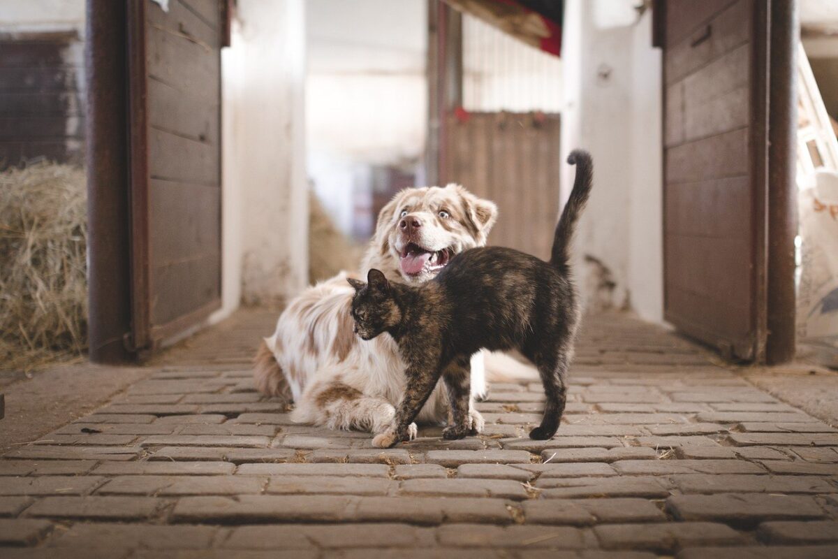 Quais São os Animais Domesticos