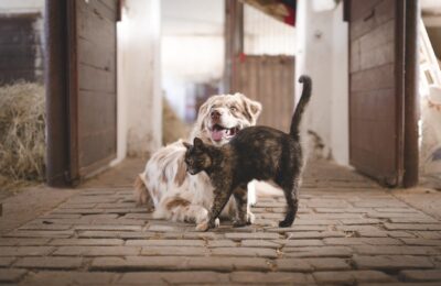 Quais São os Animais Domesticos