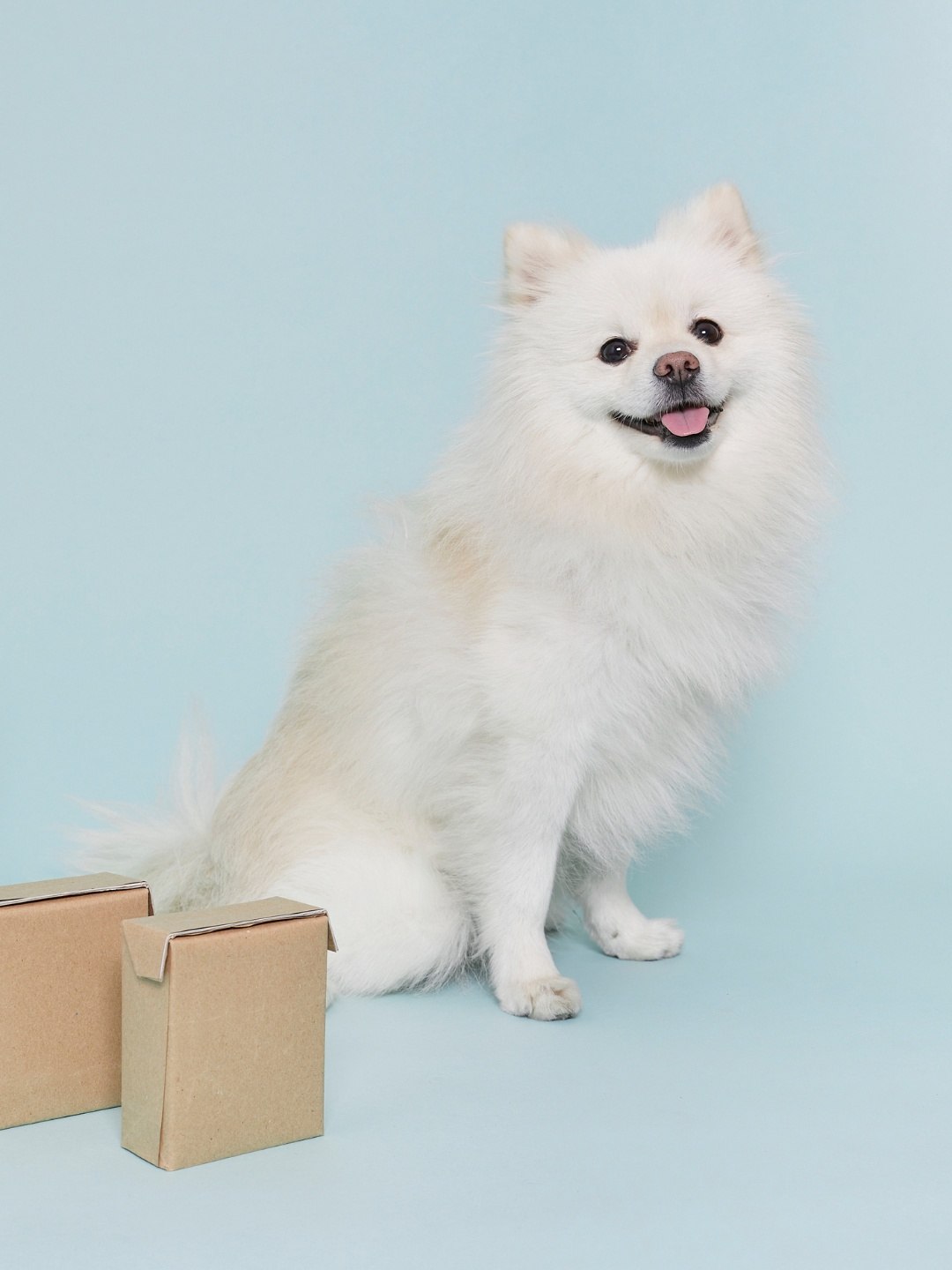 Raças de Cachorros Pequenos para Adotar