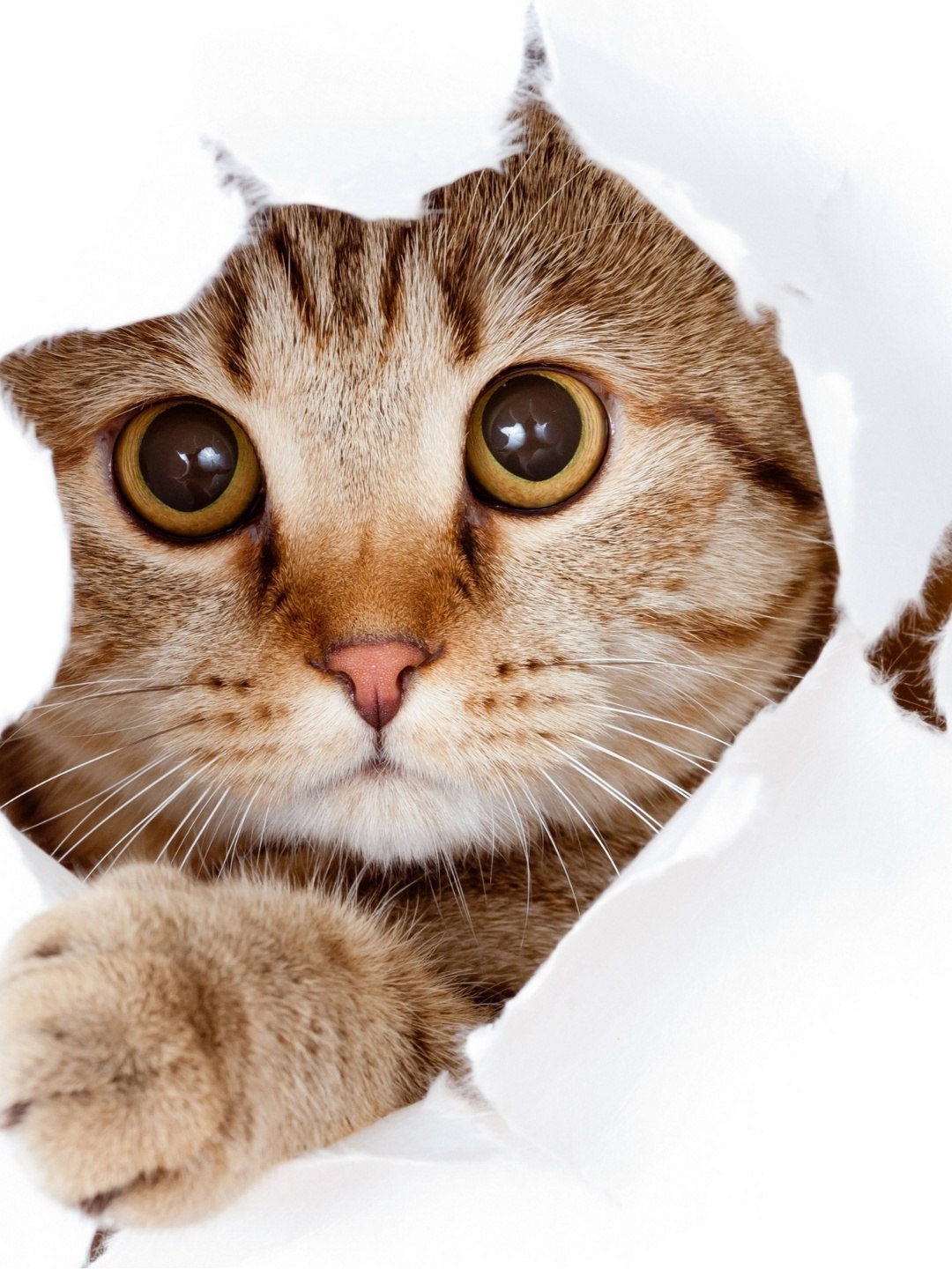 Tendências Específicas para Gatas Fêmeas