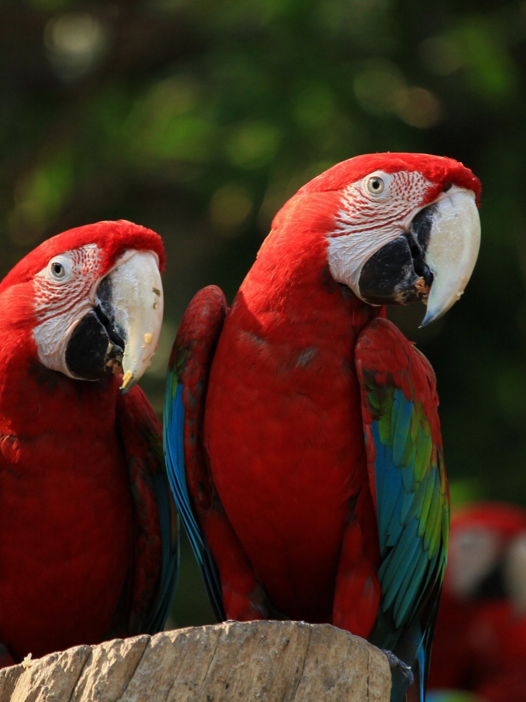 aviario de passaros (6)