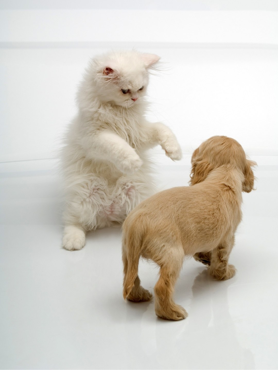 bichos de estimação