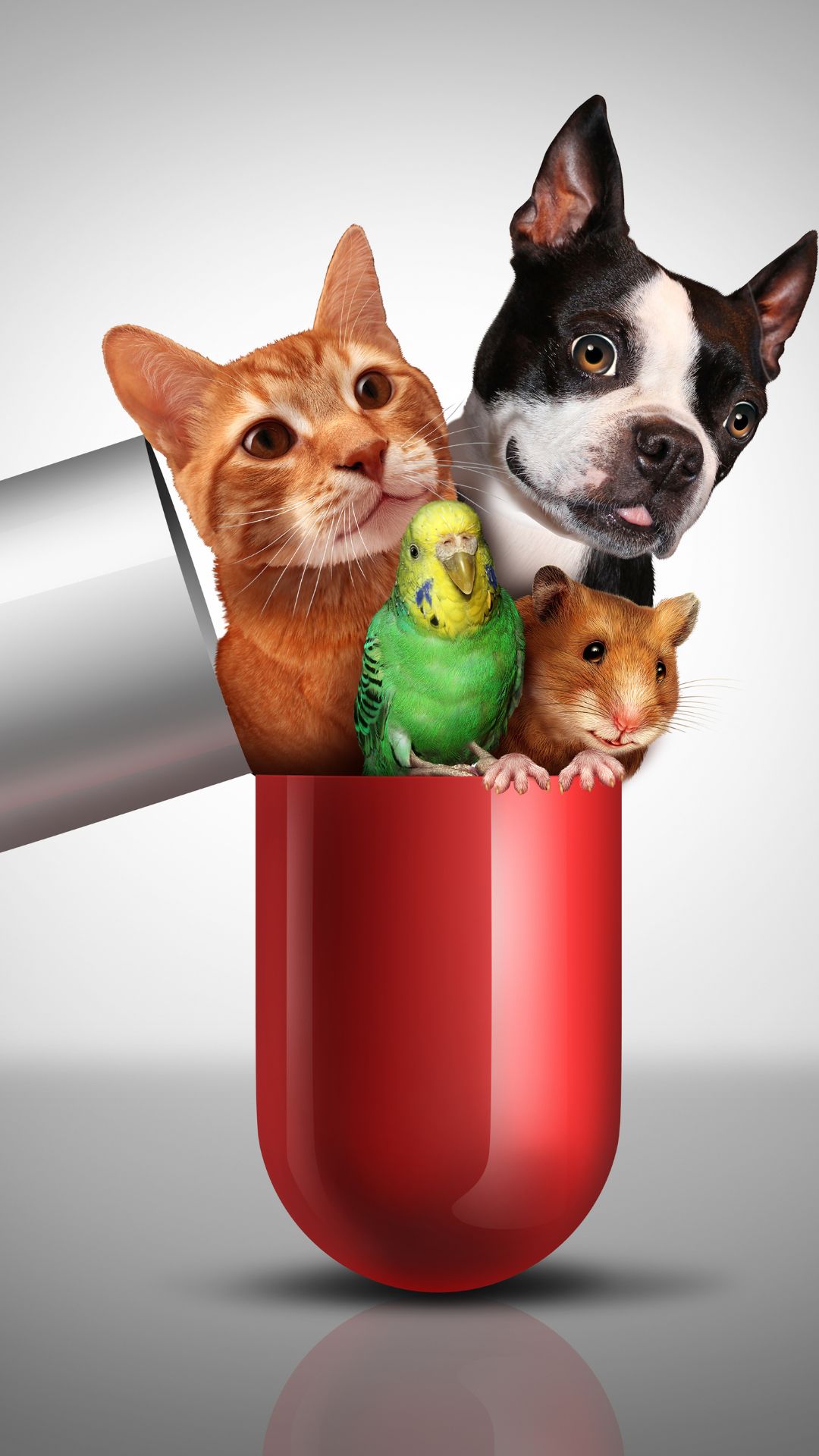 animal de estimação perfeito