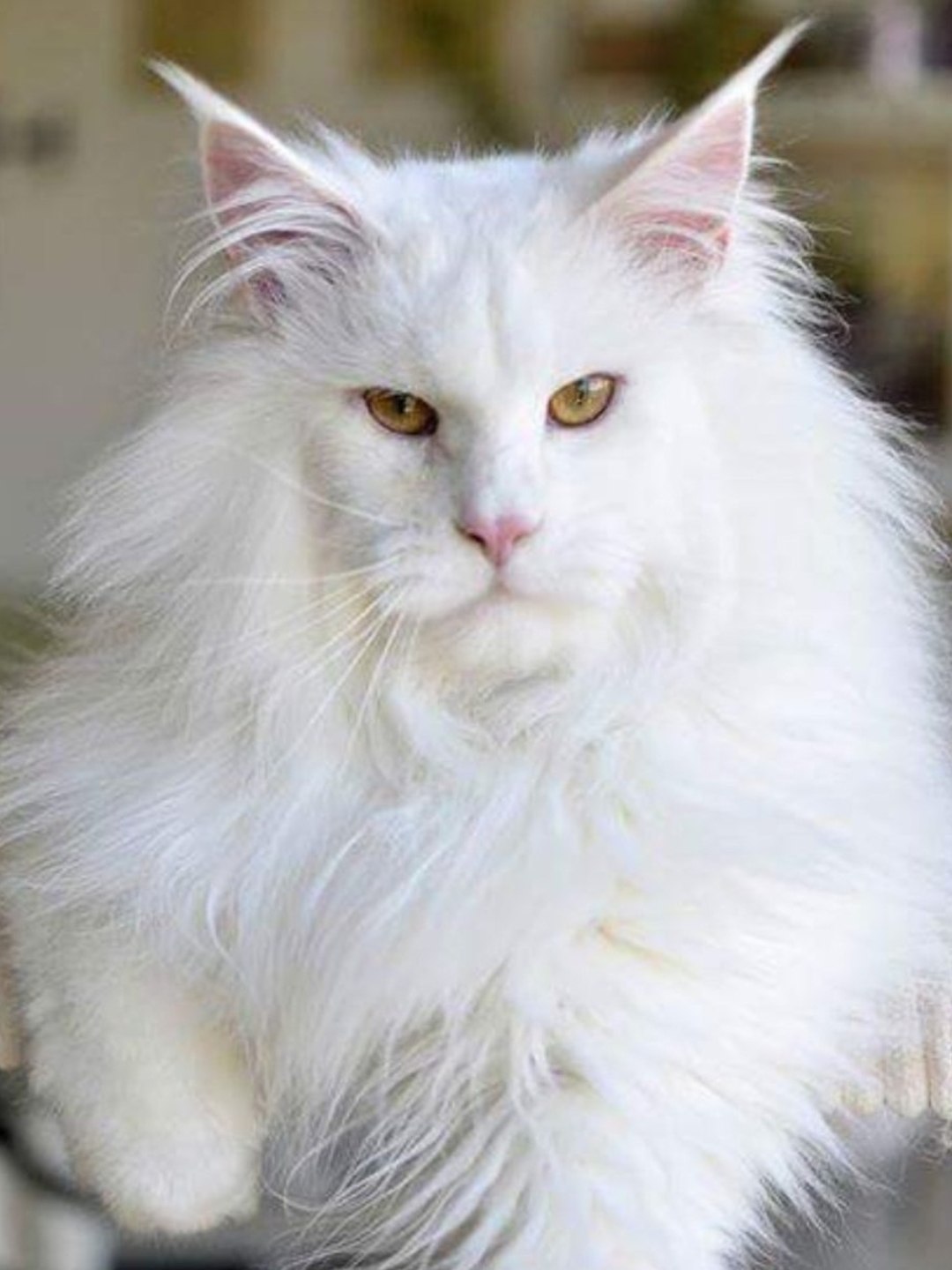 gato pode comer fruta