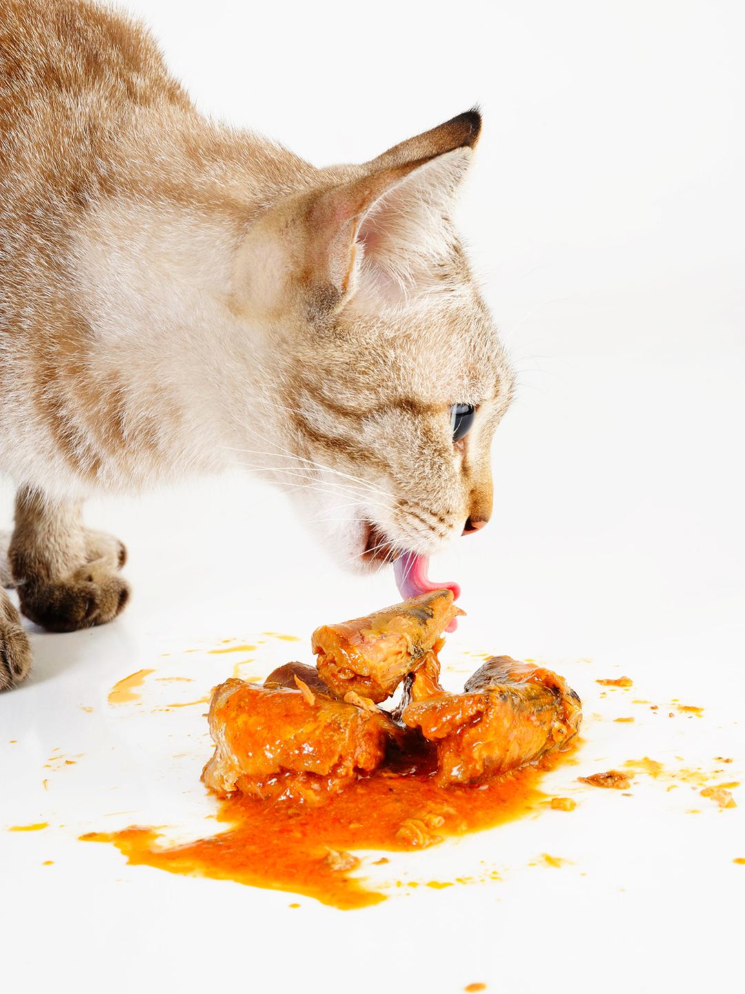 Alimentos Mais Perigosos para Seu Gato