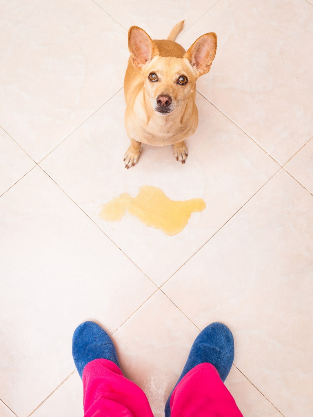 Dicas Incríveis para Adestrar Seu Cão em Casa