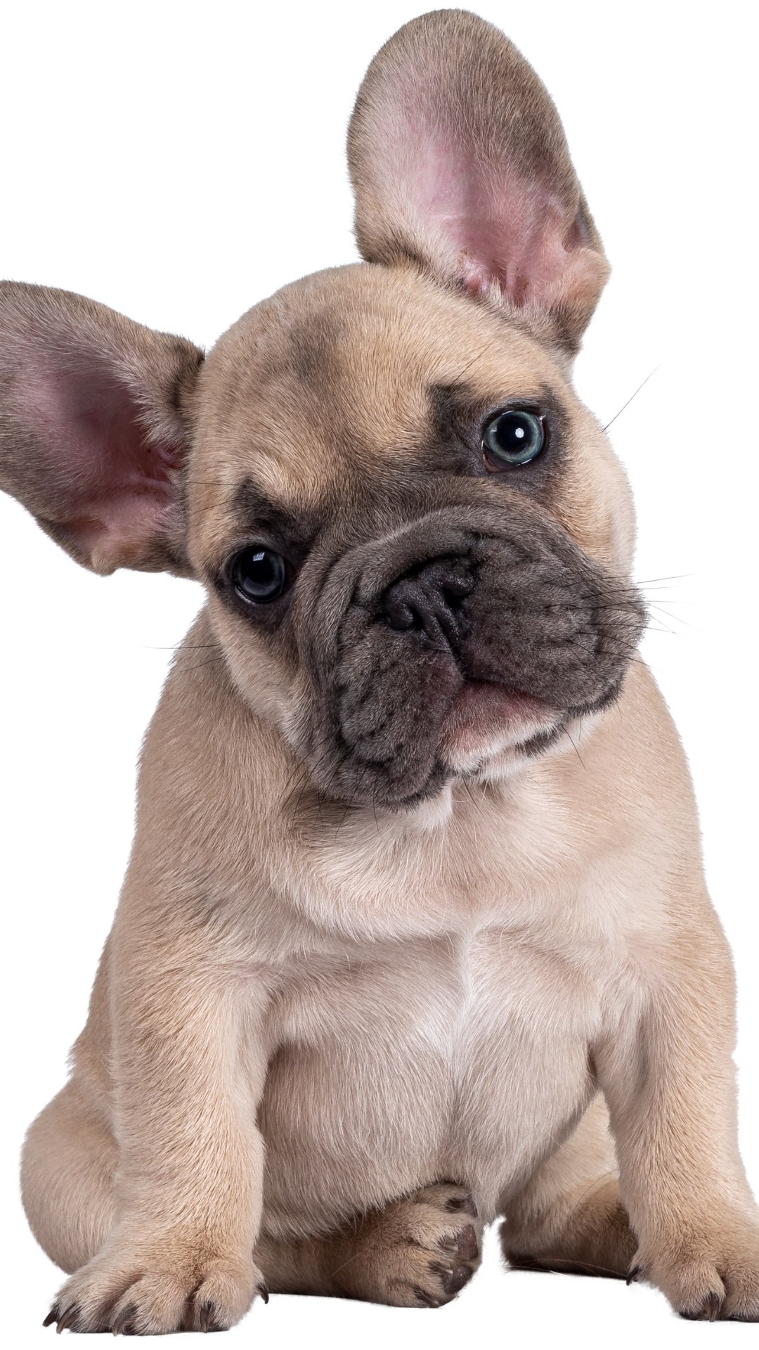 Cachorro Pode Comer Frango