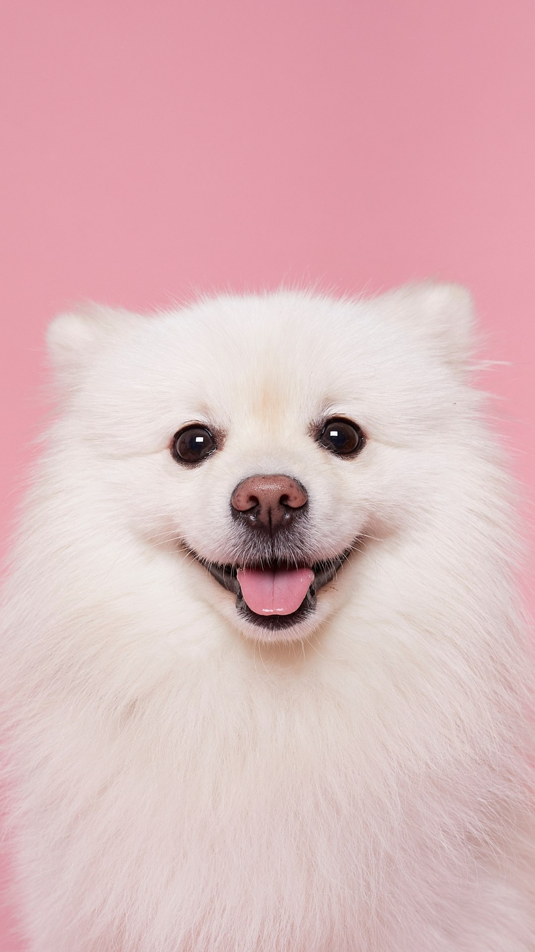 Cachorro Pode Comer Laranja com Bagaço