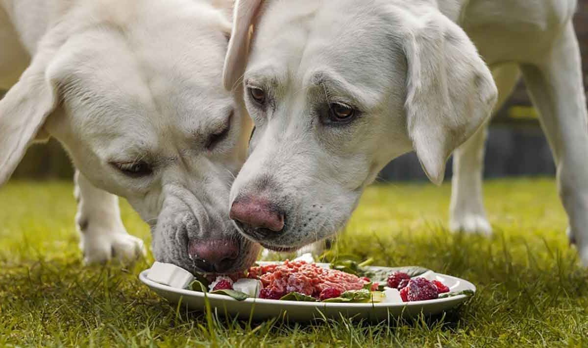 Cachorro Pode Comer Pitaya