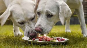 Cachorro Pode Comer Pitaya