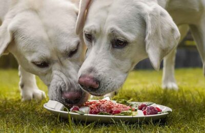 Cachorro Pode Comer Pitaya
