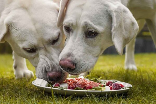 Cachorro Pode Comer Pitaya