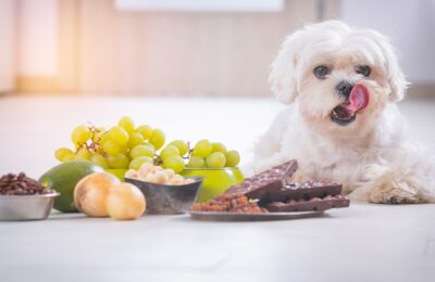 Cachorro Pode Comer Uva
