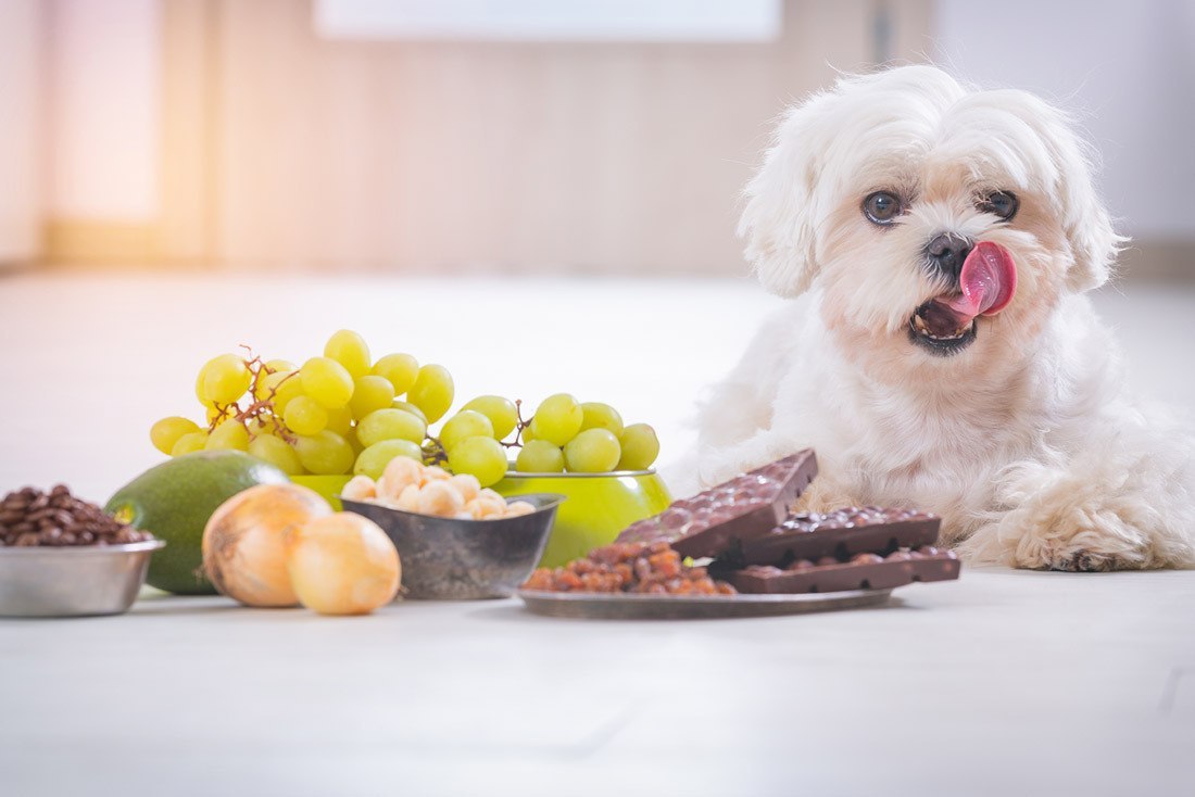 Cachorro Pode Comer Uva