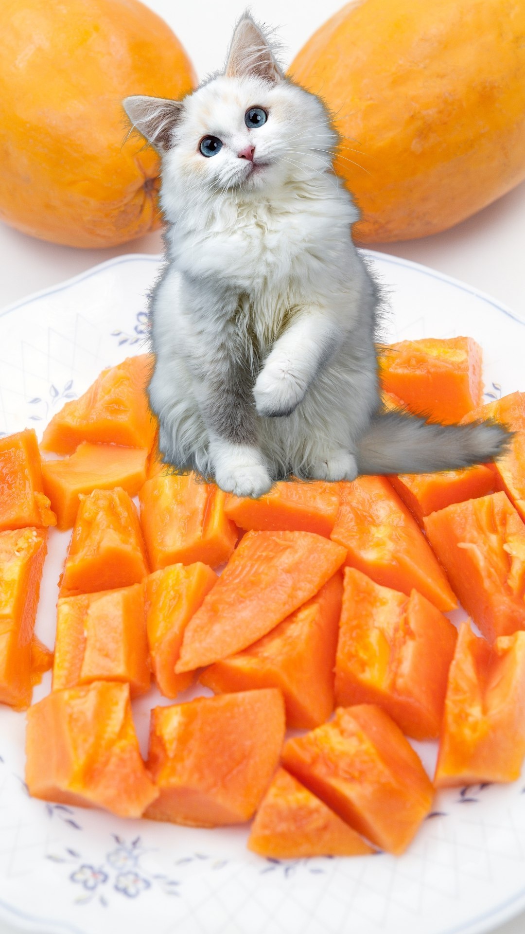 Como Dar Mamão Para o Meu Gato de Forma Segura e Saudável