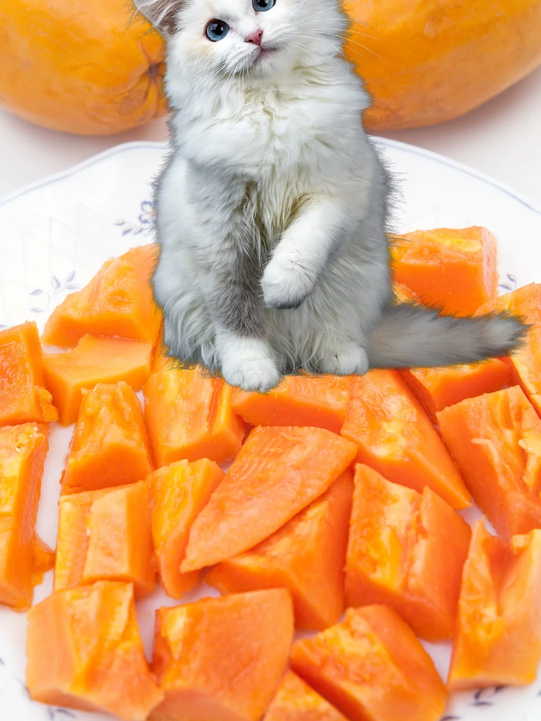 Como o Mamão Pode Beneficiar a Saúde dos Gatos