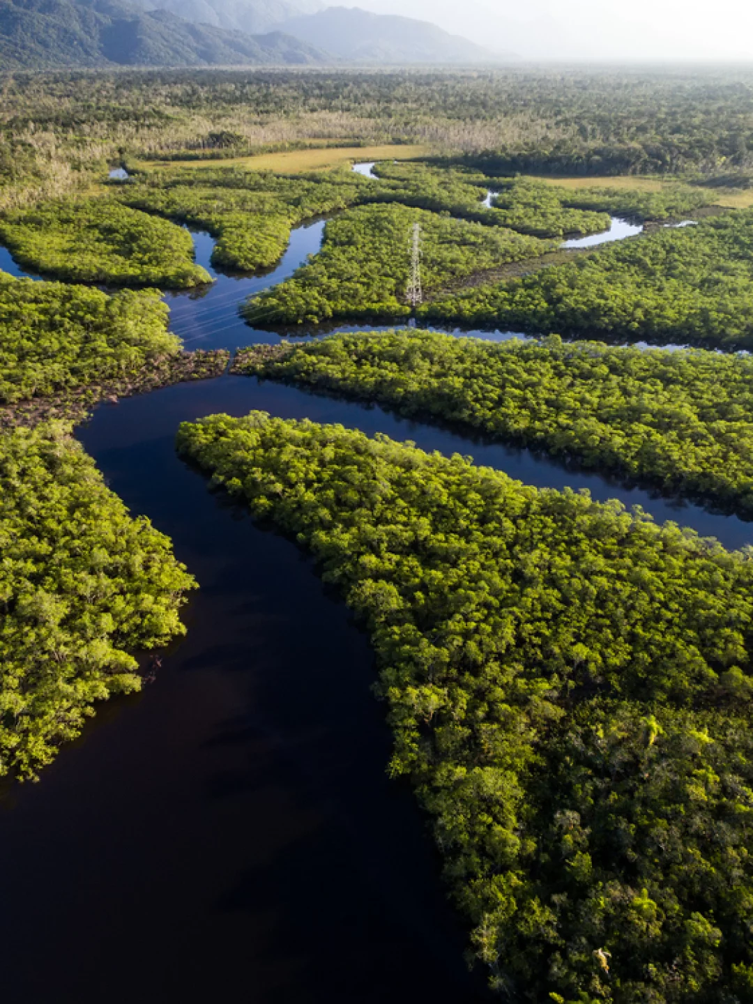 Maior Animal da Fauna Brasileira