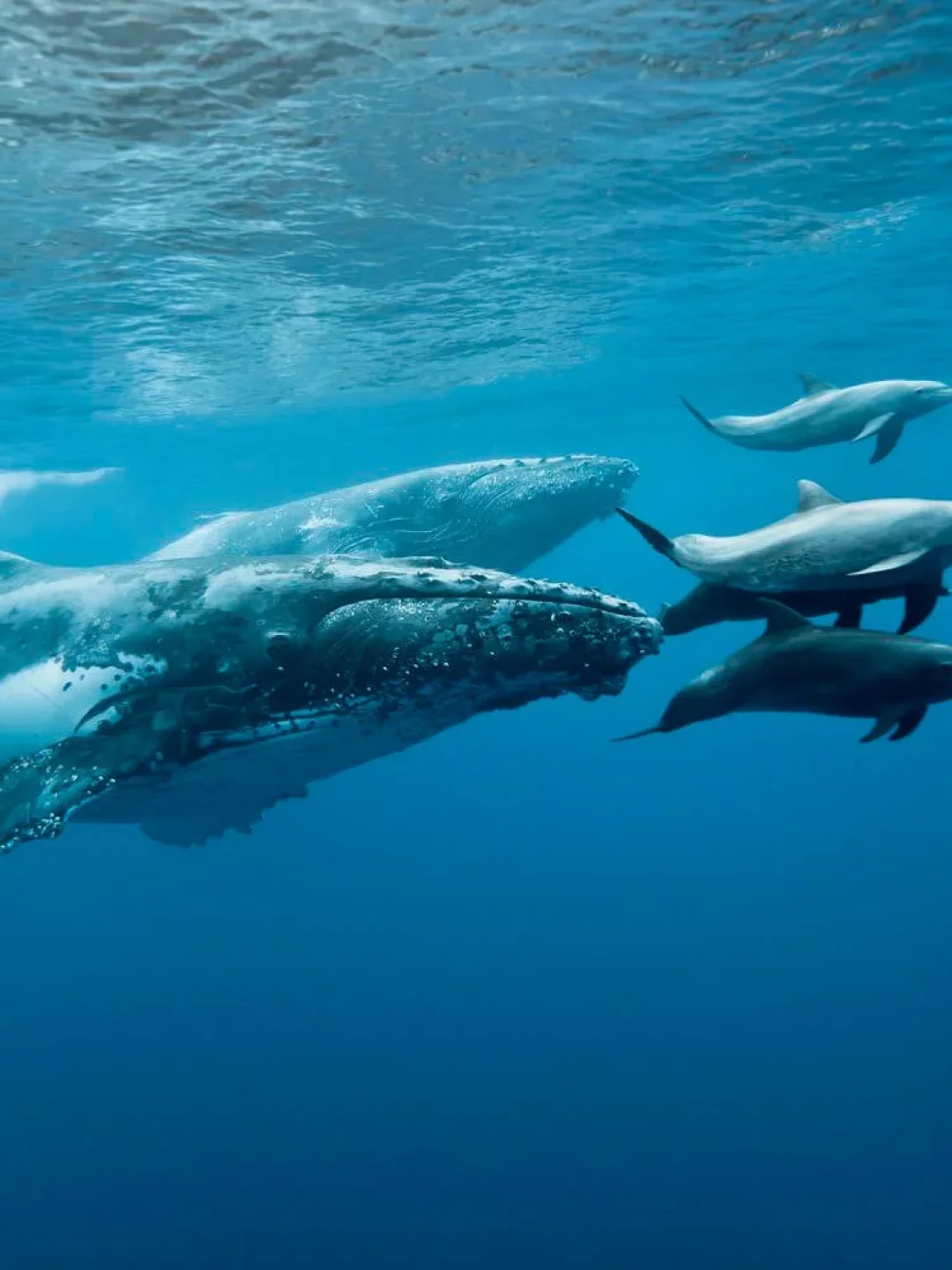 Maior Mamífero do Mundo