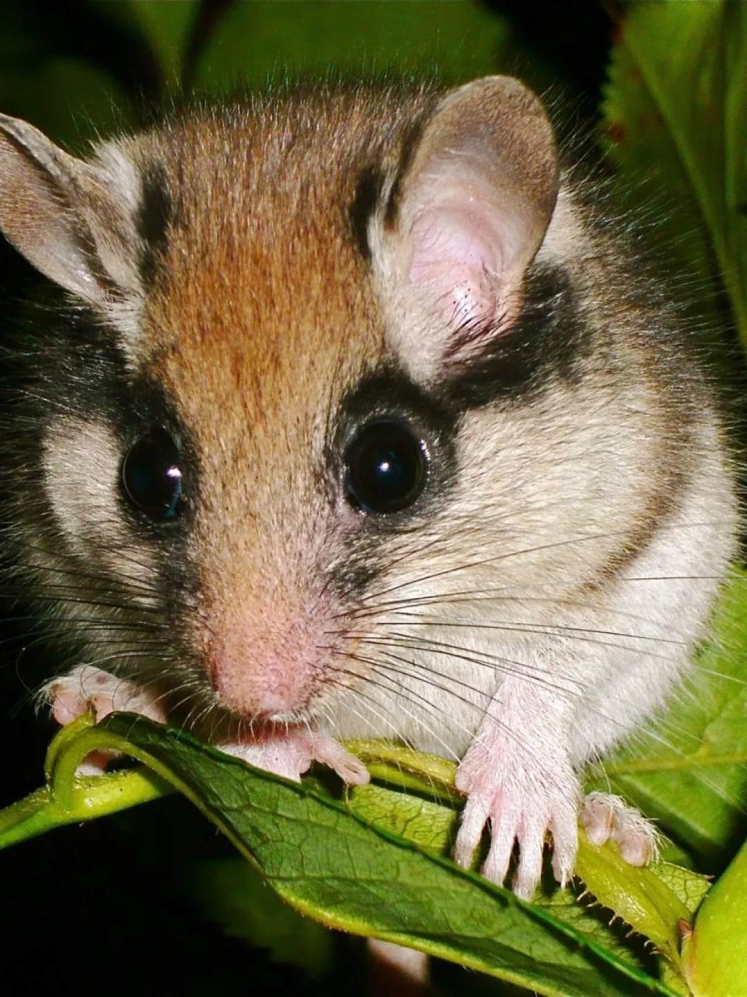 Maior Roedor do Mundo