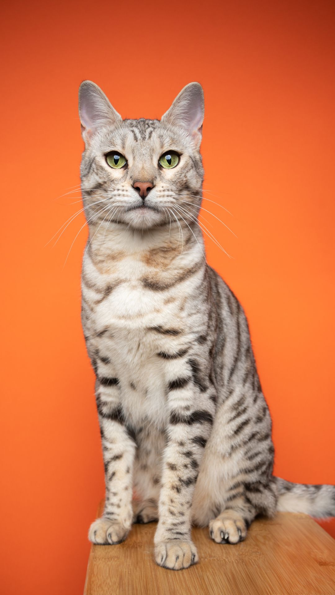 Nomes para Gatos Masculinos Diferentes