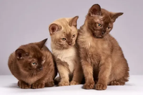 Nomes para Gatos Masculinos Diferentes