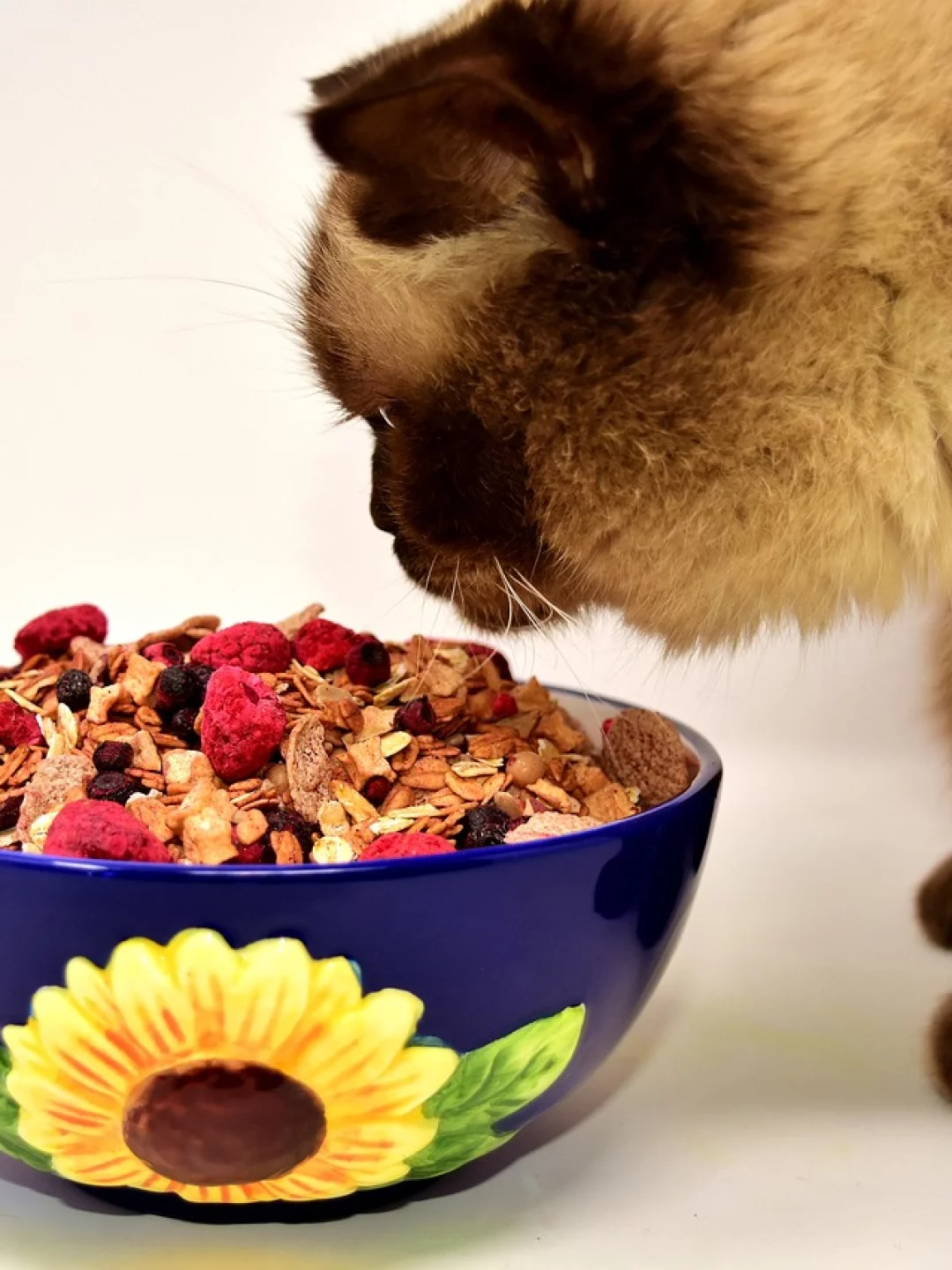 O Gato Pode Comer Maracujá