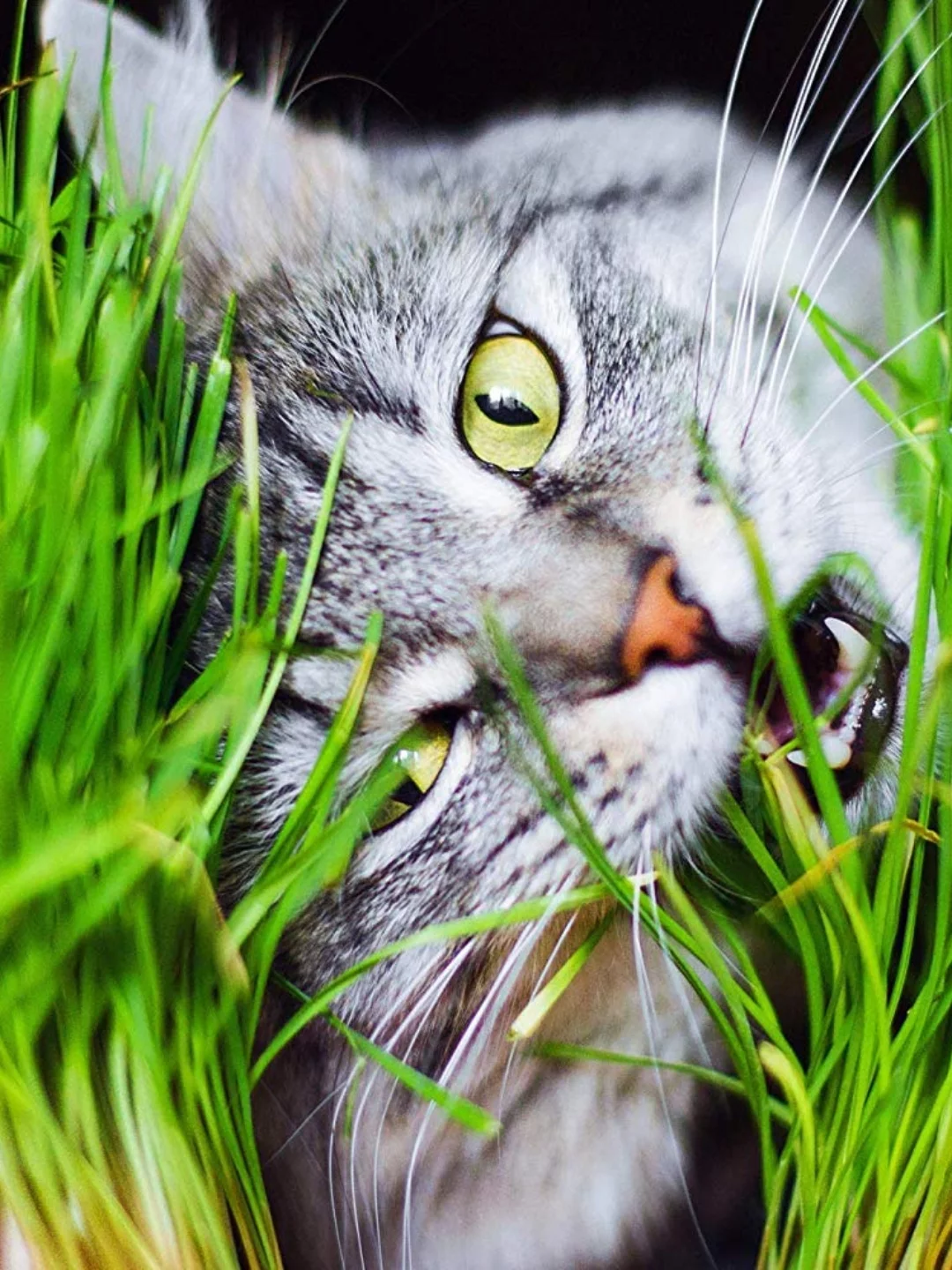 Pode Dar Pera para Gato