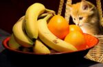 Por que o gato adora comer banana